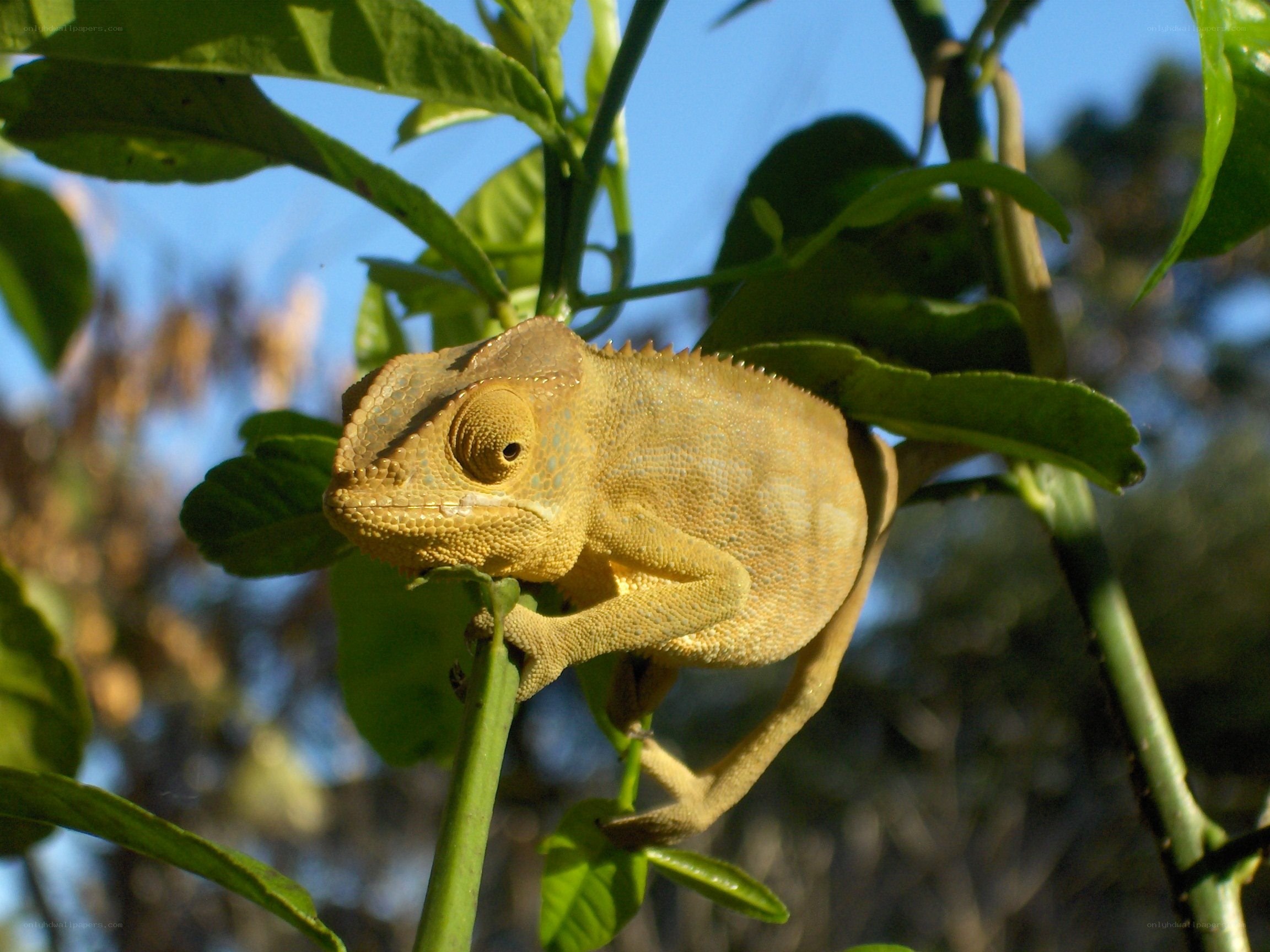 chameleon on a leafy branch