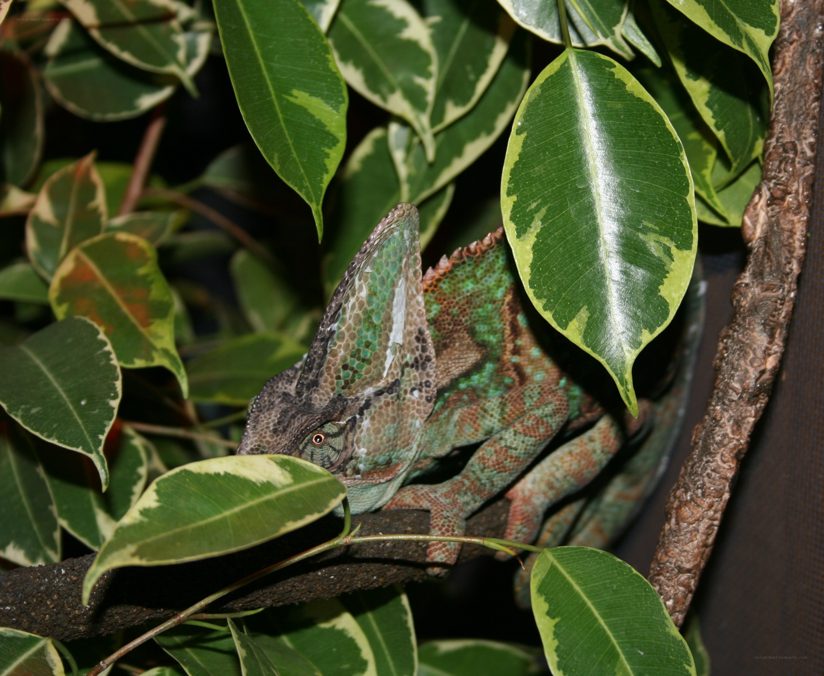 chameleon on a leafy branch
