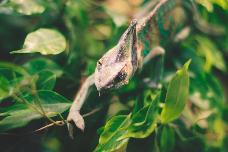 Chameleon on a leafy branch