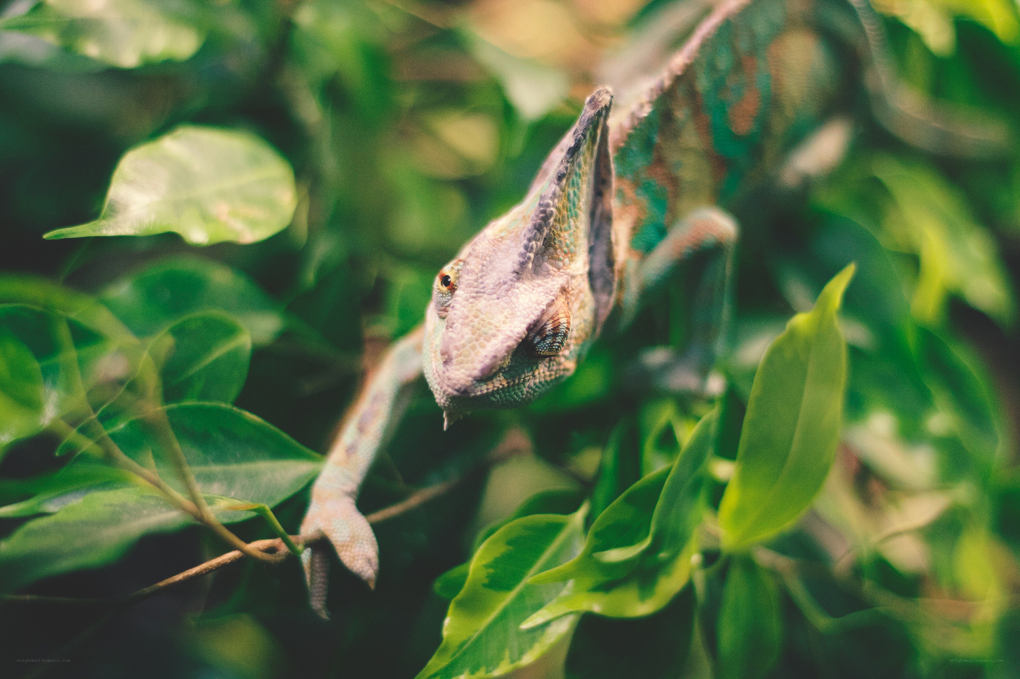 Chameleon on a leafy branch