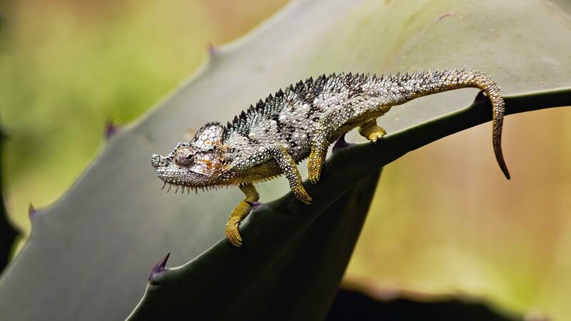 Chameleon on a succulent leaf