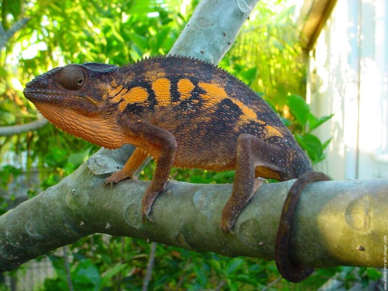 chameleon on a tree branch