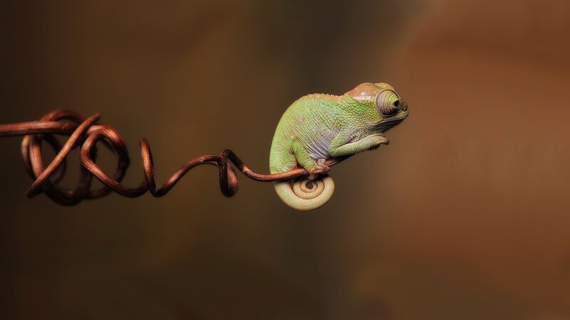 Chameleon on a vine