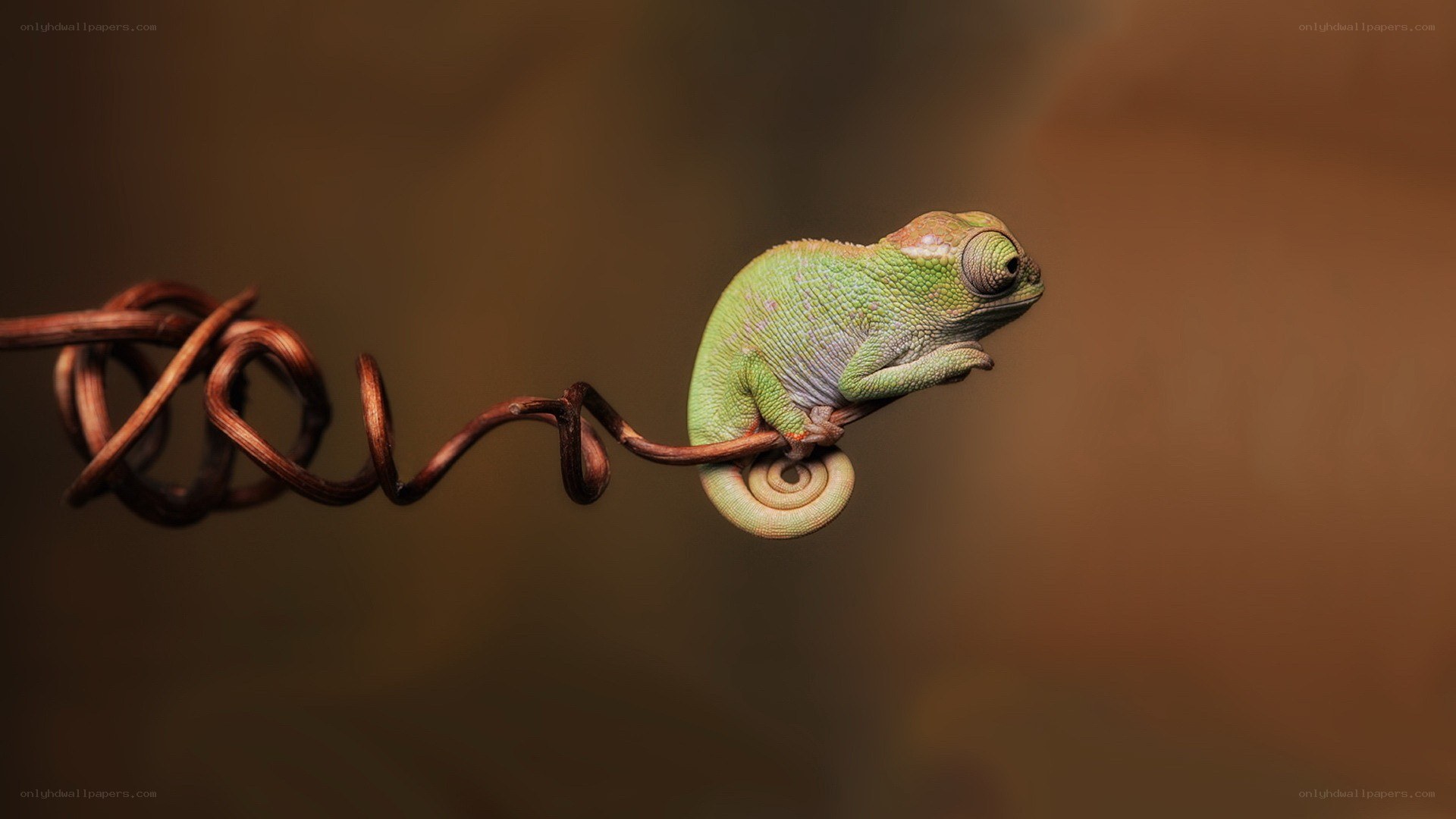 Chameleon on a vine