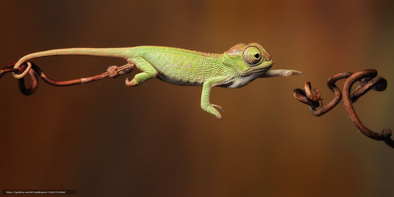 Chameleon on a vine