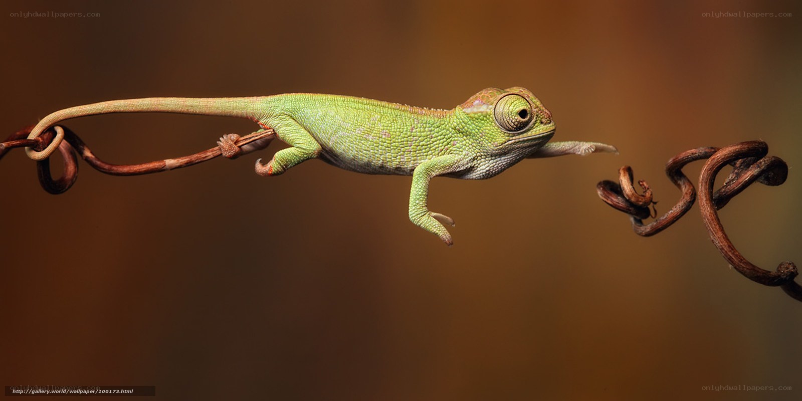 Chameleon on a vine