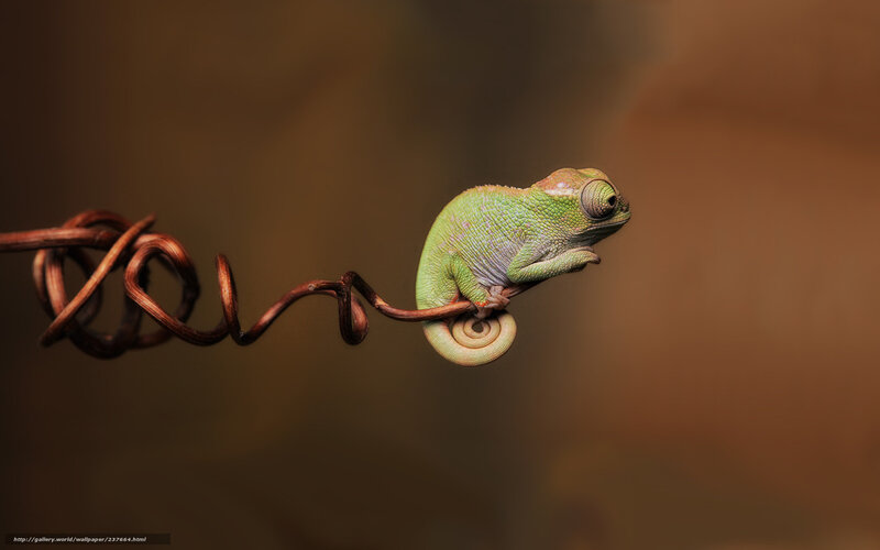 Chameleon on a wire