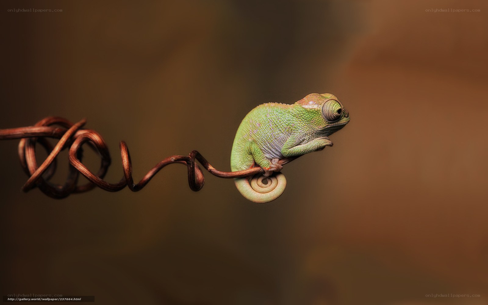 Chameleon on a wire