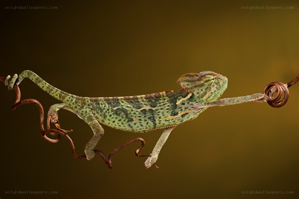 Chameleon on a wire