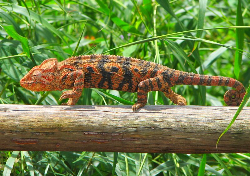 chameleon on a wooden log