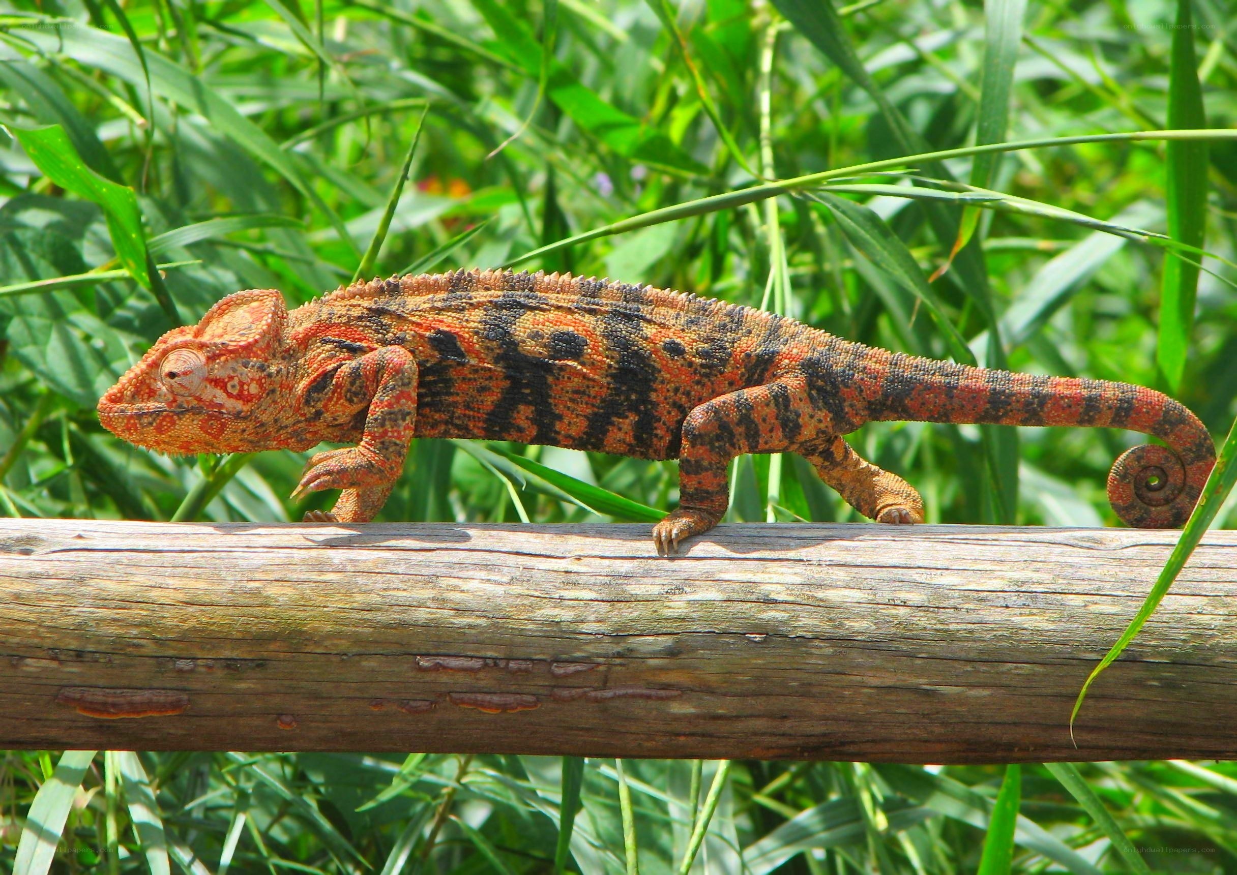 chameleon on a wooden log
