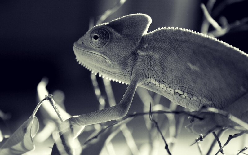 Chameleon on Branch — Black, Dramatic, Photograph, Leaf