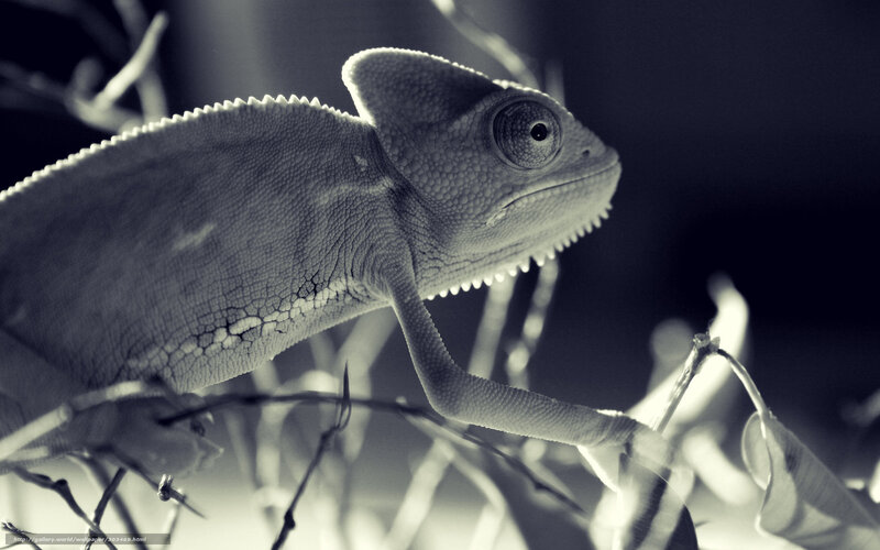Chameleon on Branch — Black