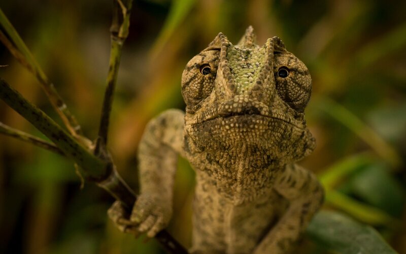 Chameleon on Branch — Green, Calm, Photograph