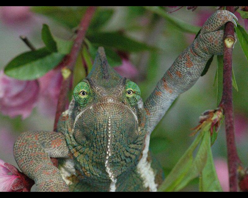 Chameleon on Branch — Green, Calm