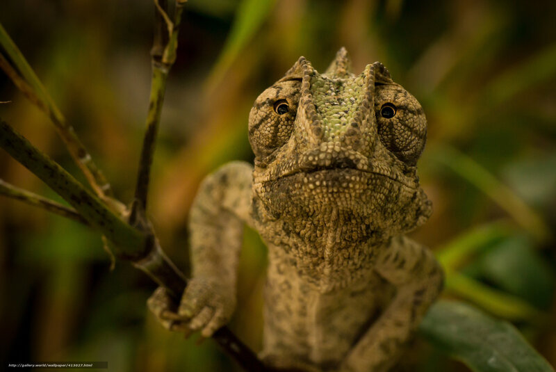 Chameleon on Branch — Green, Natural