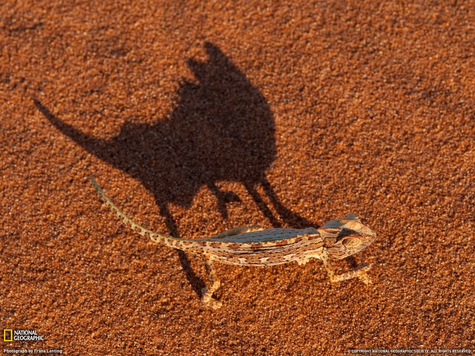 chameleon on desert sand