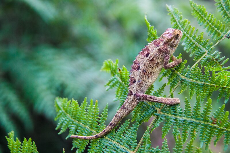Chameleon on Fern