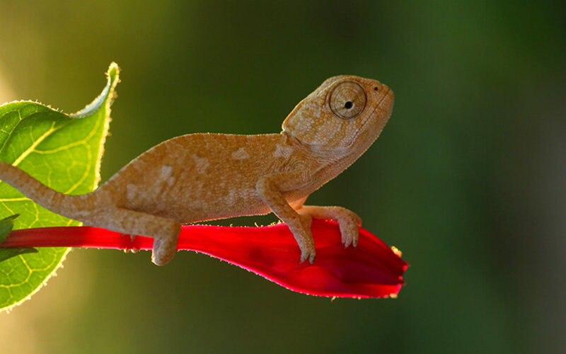 Chameleon on Flower — Green