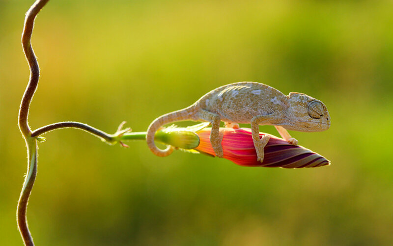 Chameleon on Flower