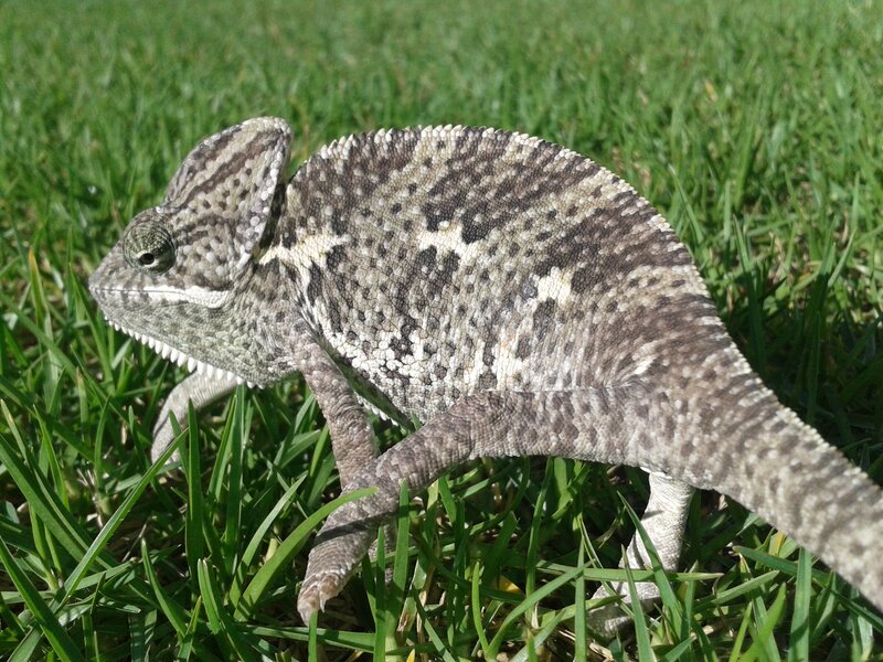 chameleon on green grass