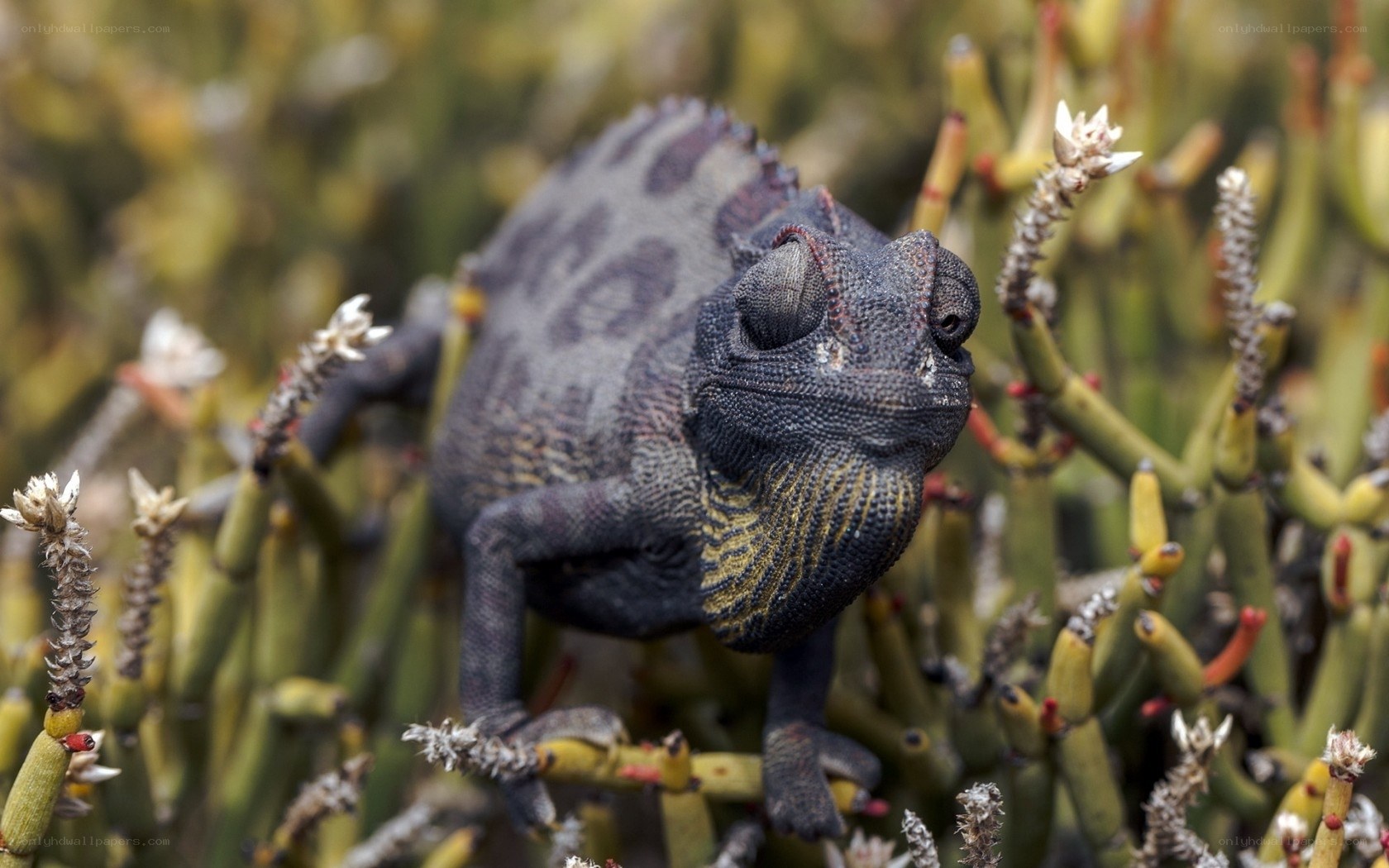 chameleon on green plant