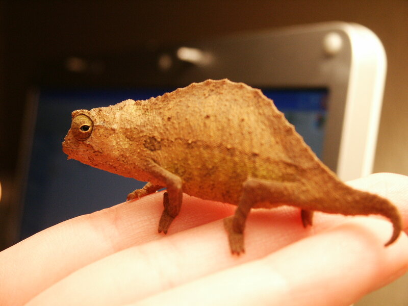 chameleon on hand