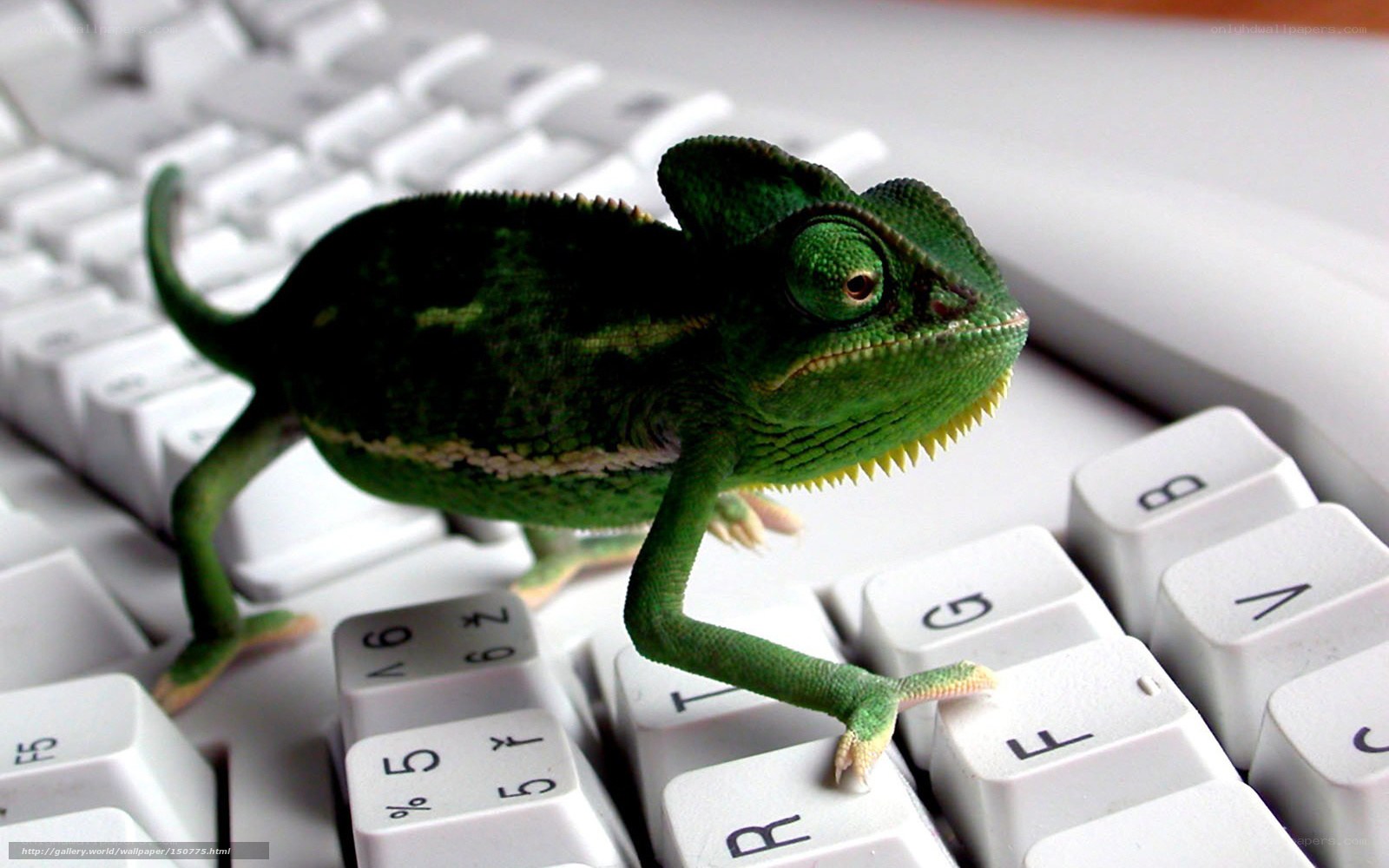 chameleon on keyboard