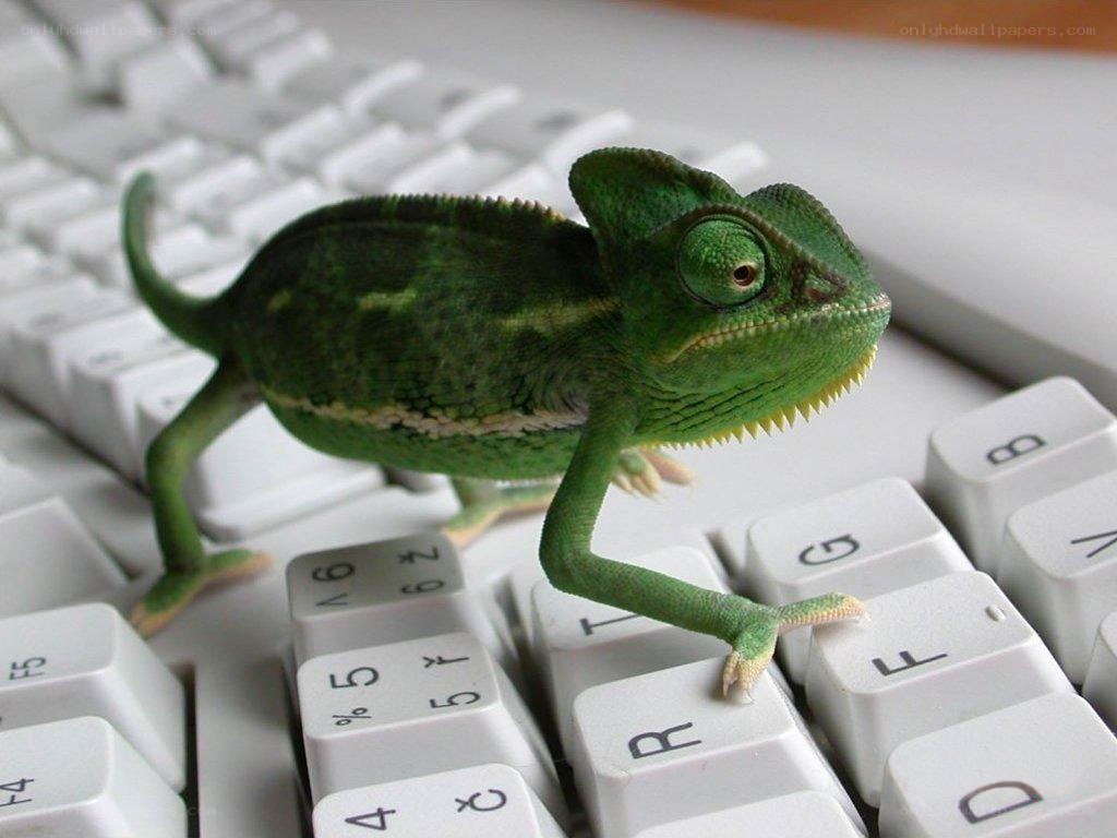 chameleon on keyboard
