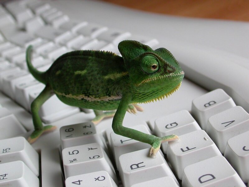 chameleon on keyboard