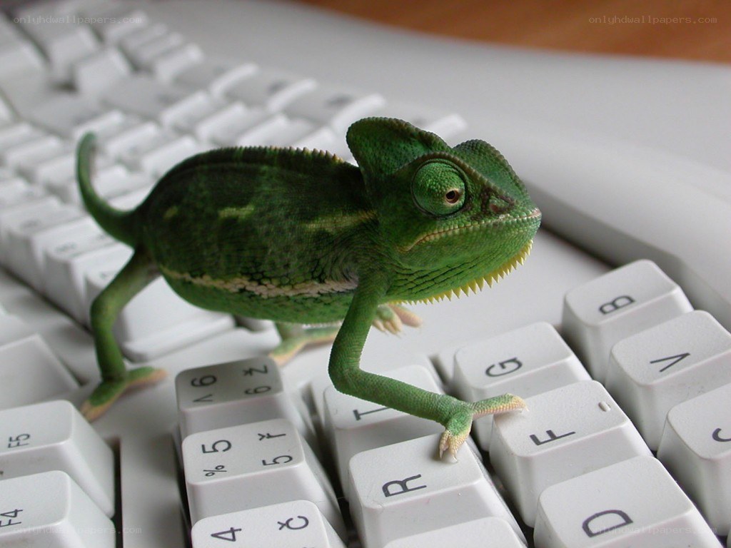 chameleon on keyboard