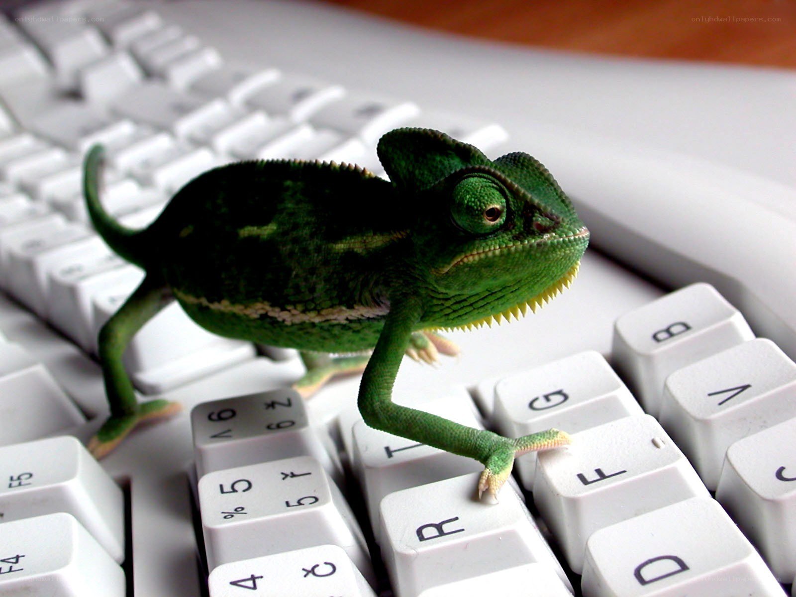 chameleon on keyboard