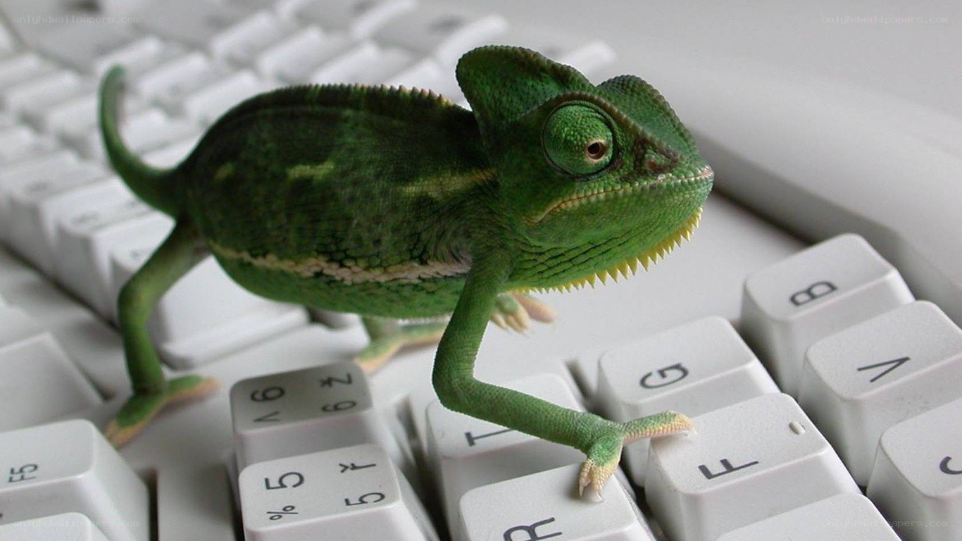 chameleon on keyboard