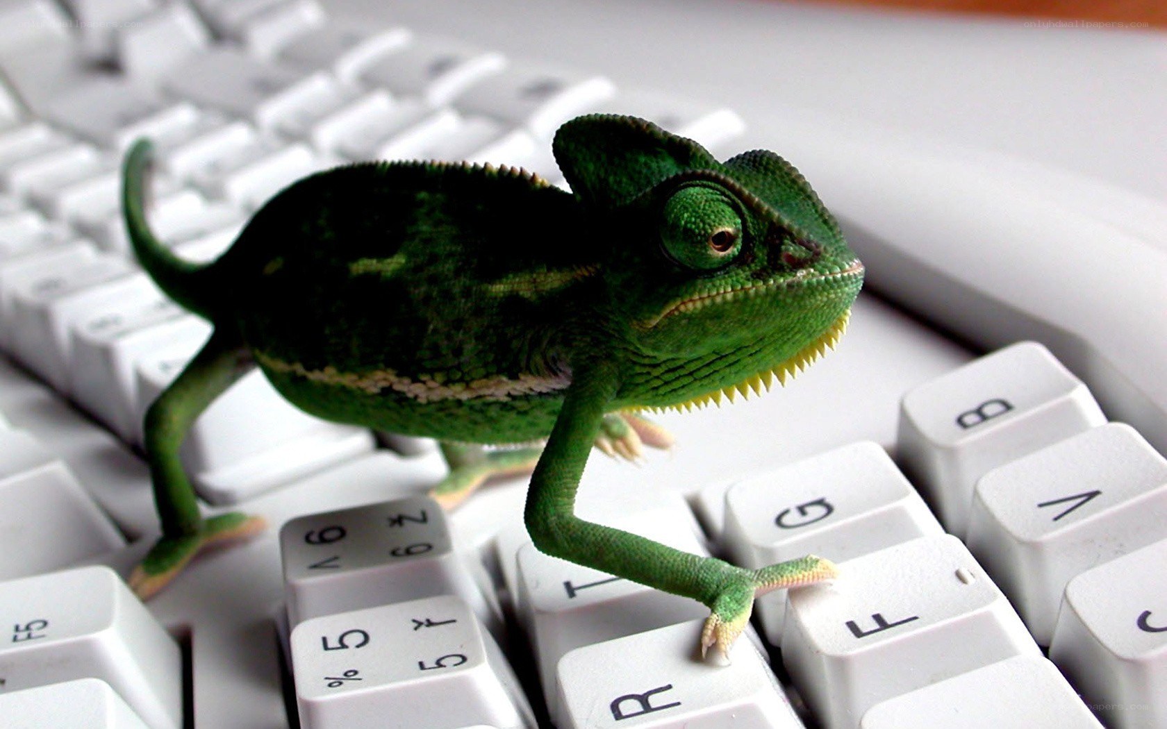 chameleon on keyboard