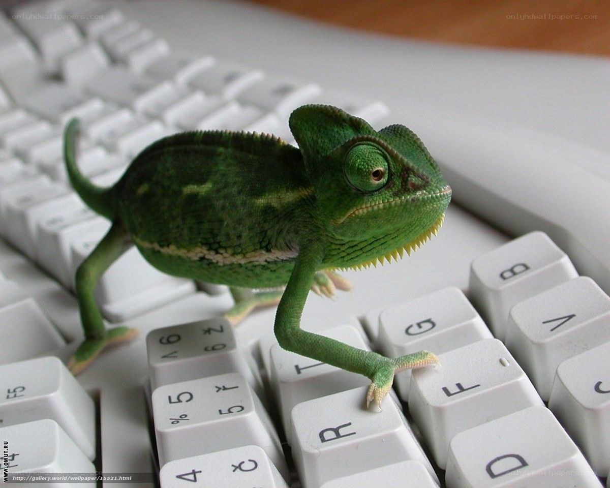 chameleon on keyboard