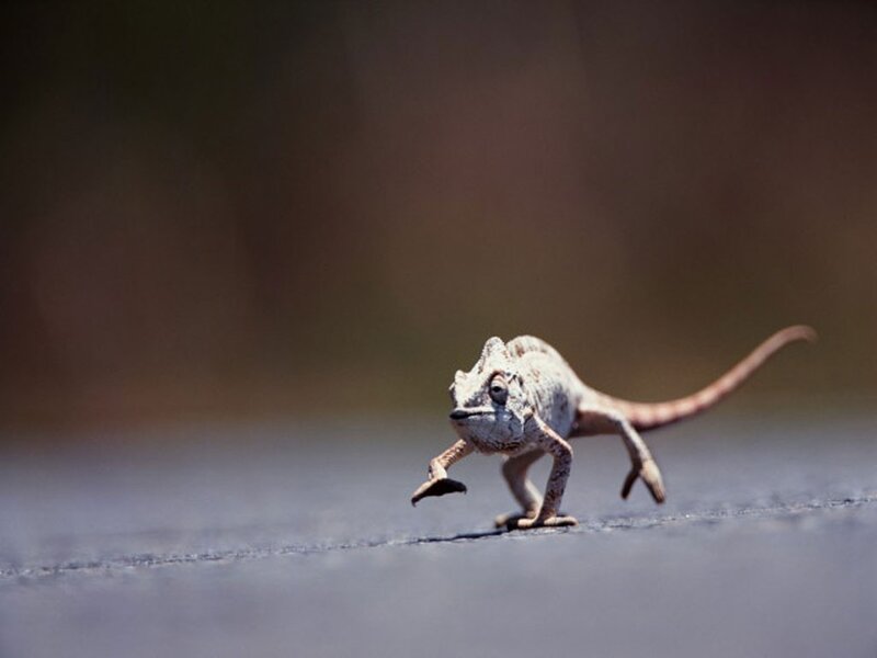 Chameleon on Pavement