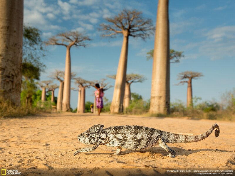 Chameleon on Sand