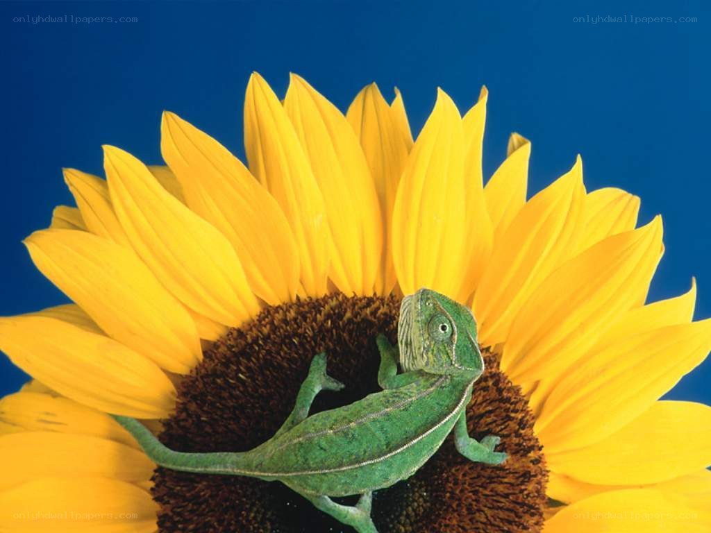 chameleon on sunflower