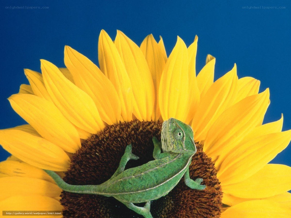 chameleon on sunflower