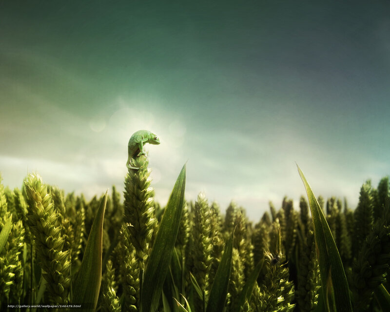 Chameleon on Wheat Field
