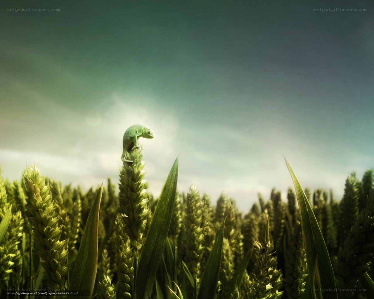 Chameleon on Wheat Field