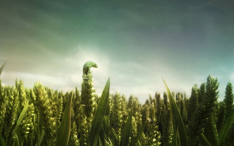 chameleon on wheat stalk