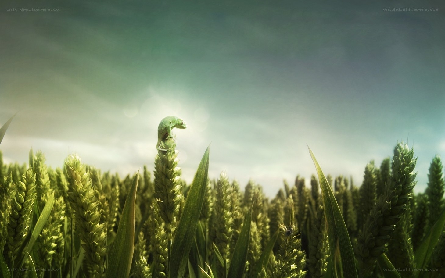 chameleon on wheat stalk