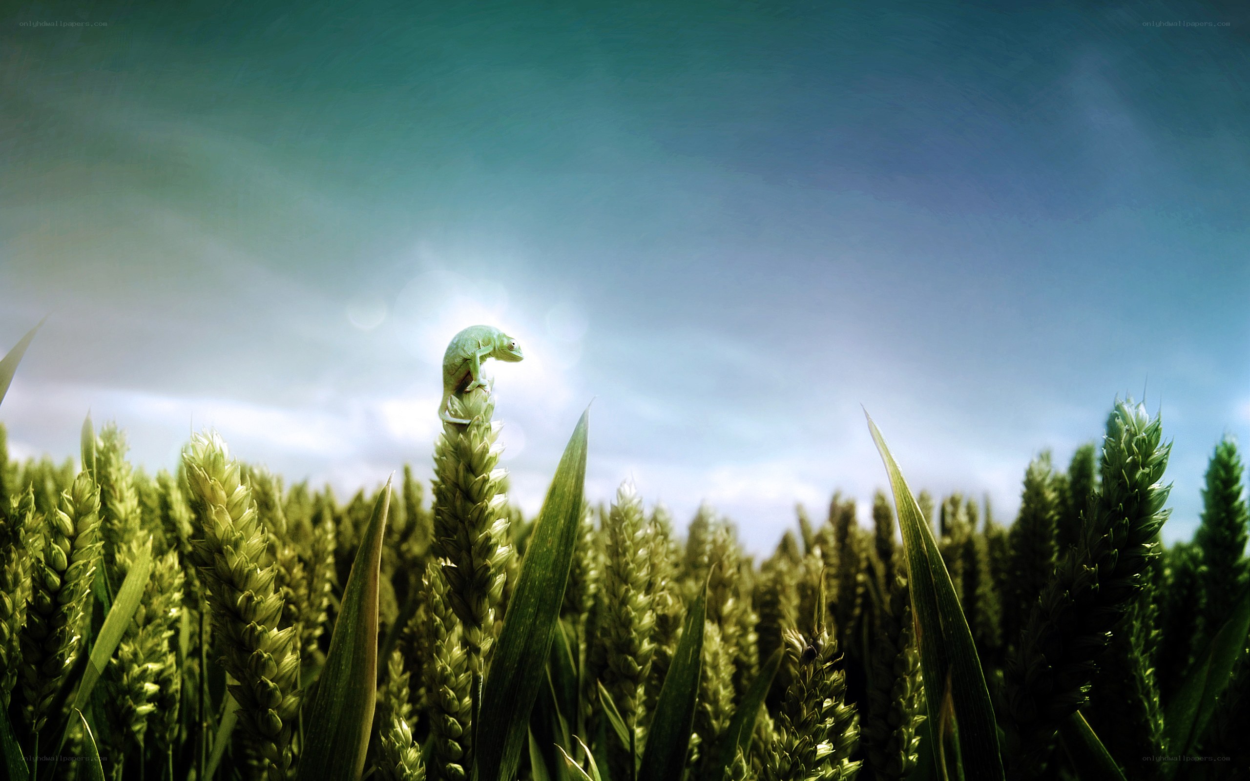 Chameleon on wheat stalk