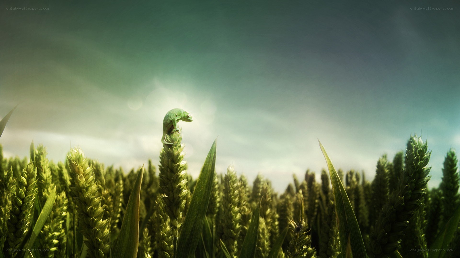 chameleon on wheat stalk