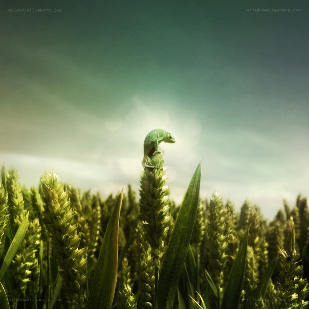 Chameleon on wheat stalk