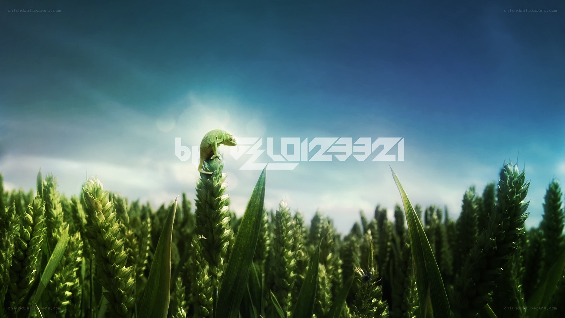 chameleon on wheat stalk