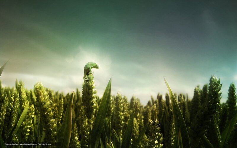 Chameleon on wheat stalk