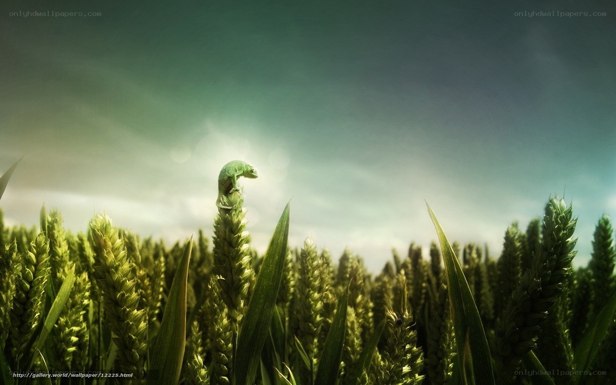 Chameleon on wheat stalk