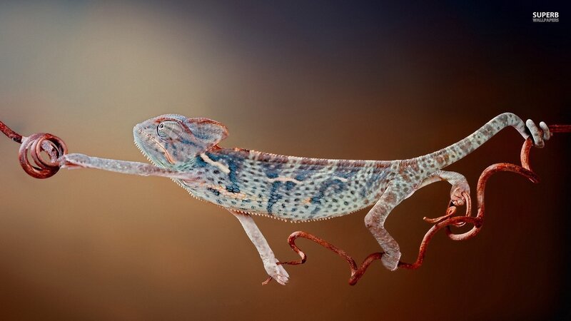 Chameleon on Wire — Brown, Calm